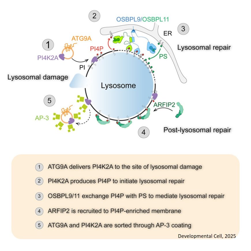 Repairing lysosomal damage!