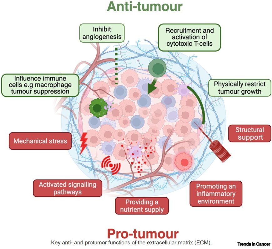 The extracellular matrix in cancer!