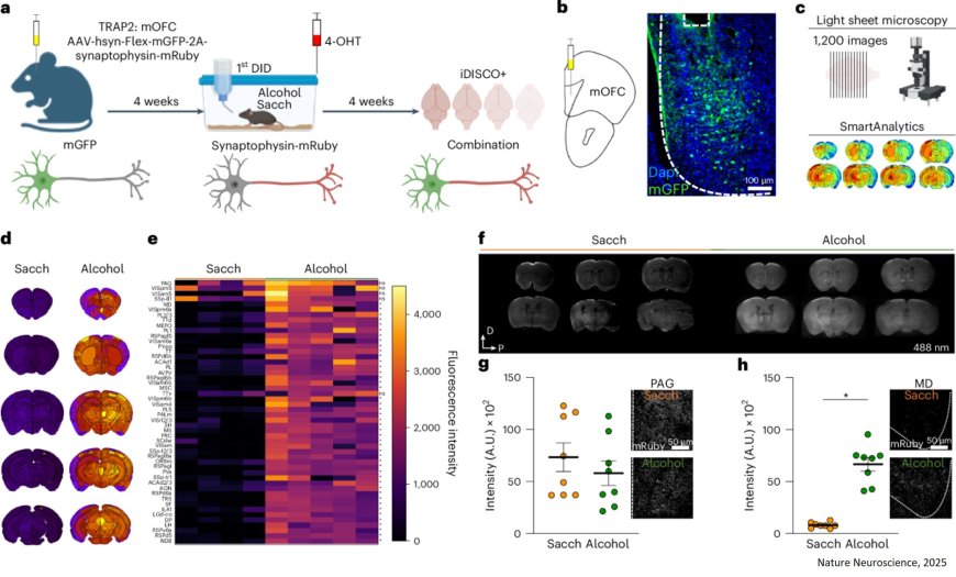 Neurons associated with the suppression of binge drinking identified!