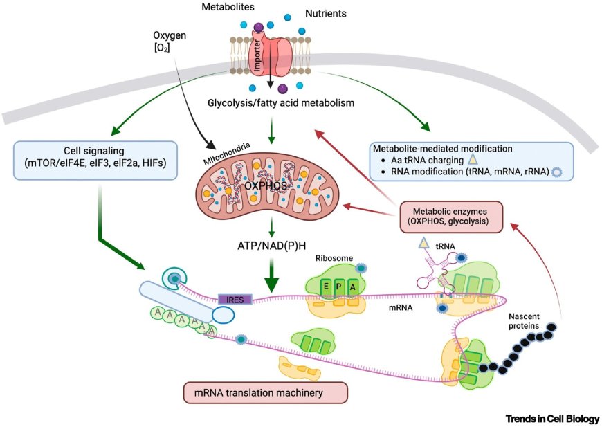The intersection between metabolism and translation through a subcellular lens