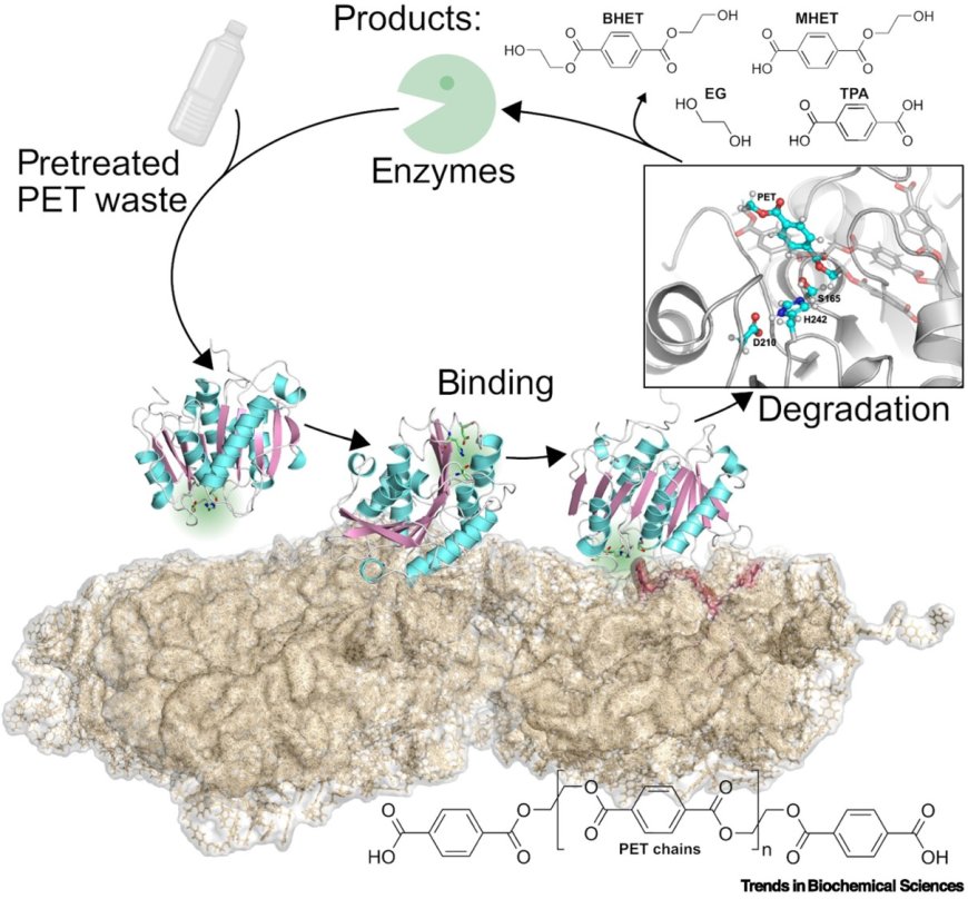 Unraveling the relationship between PET surfaces and their hydrolases