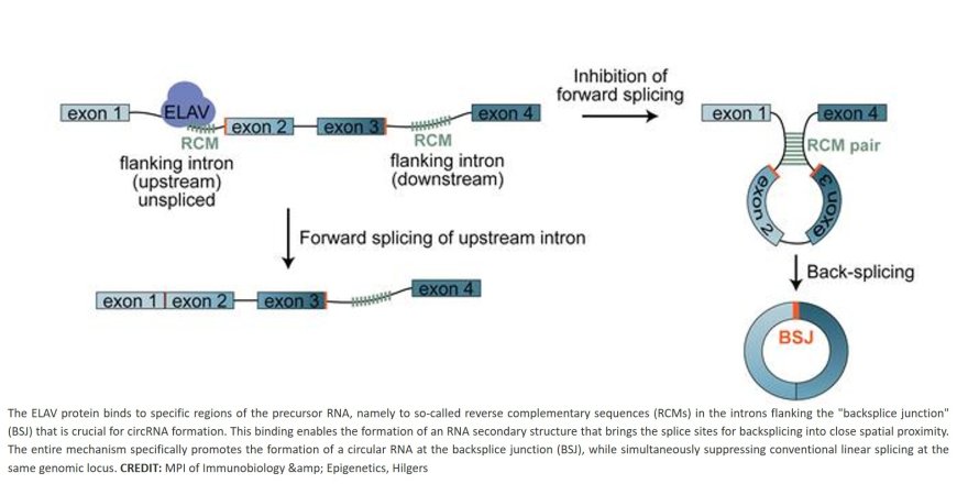 ELAV mediates circular RNA biogenesis in neurons