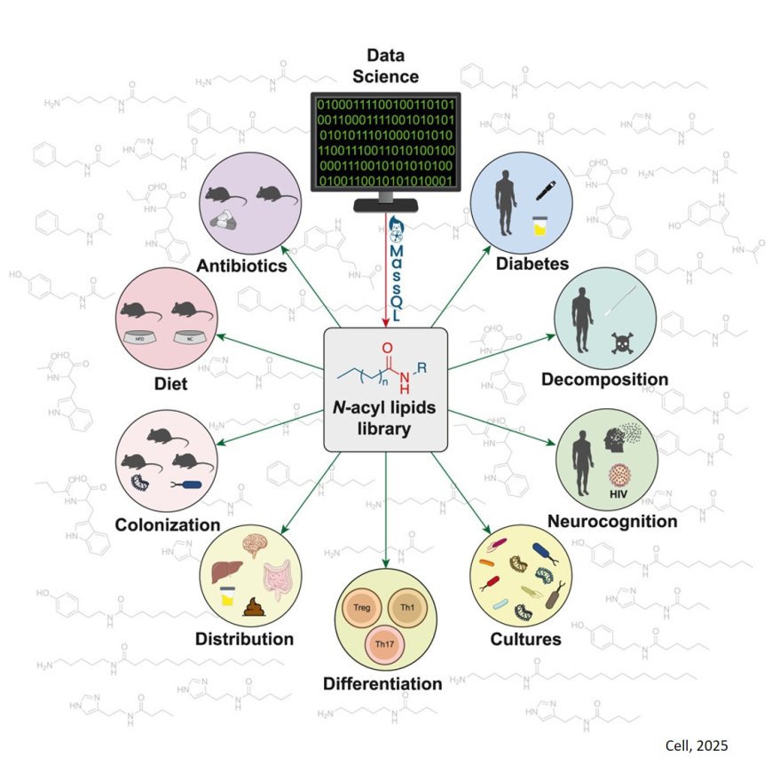 The microbiome diversifies long- to short-chain fatty acid-derived N-acyl lipids