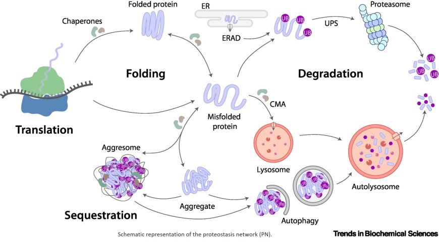 Proteostasis in cellular dormancy: lessons from yeast to oocytes