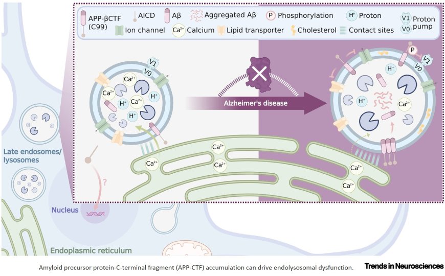 Amyloid precursor protein carboxy-terminal fragments as catalyzers of endolysosomal dysfunction in Alzheimer’s disease