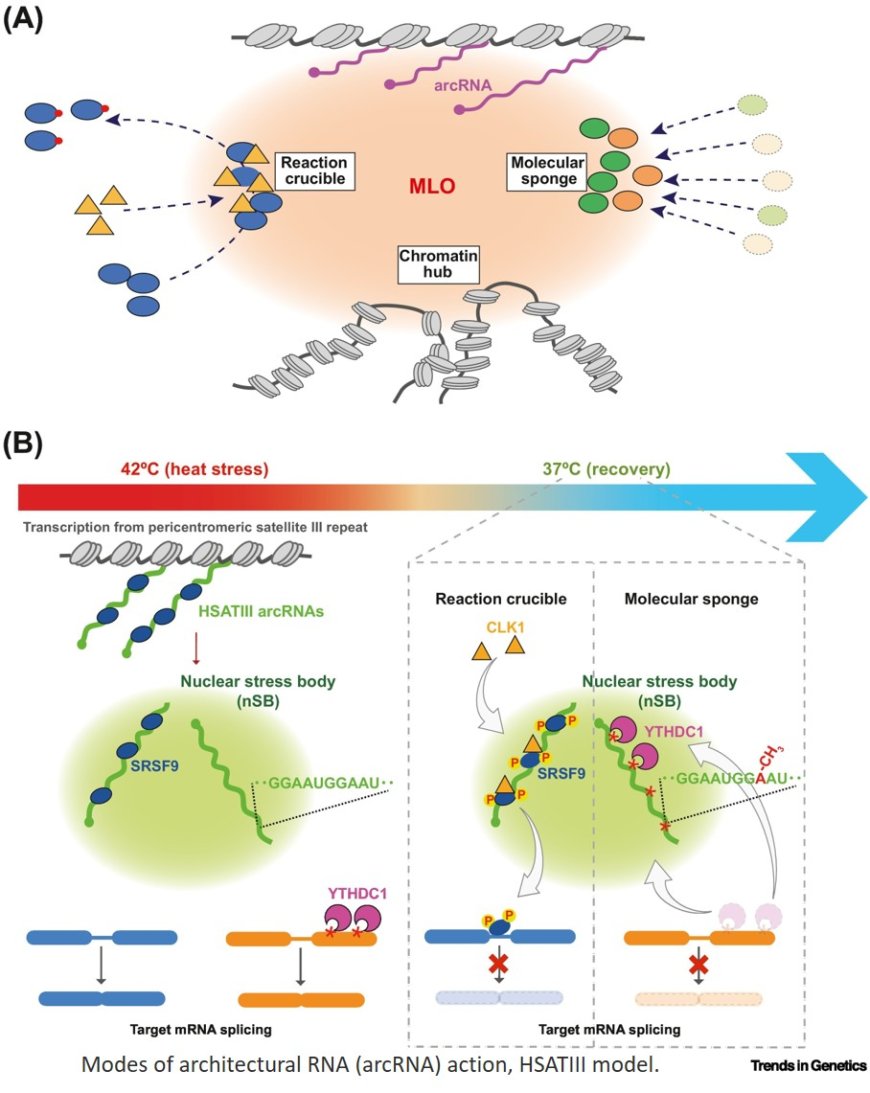 Architectural RNAs: blueprints for functional membraneless organelle assembly