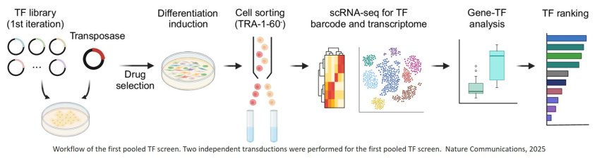 Iterative transcription factor screening enables rapid generation of microglia-like cells from human iPSC