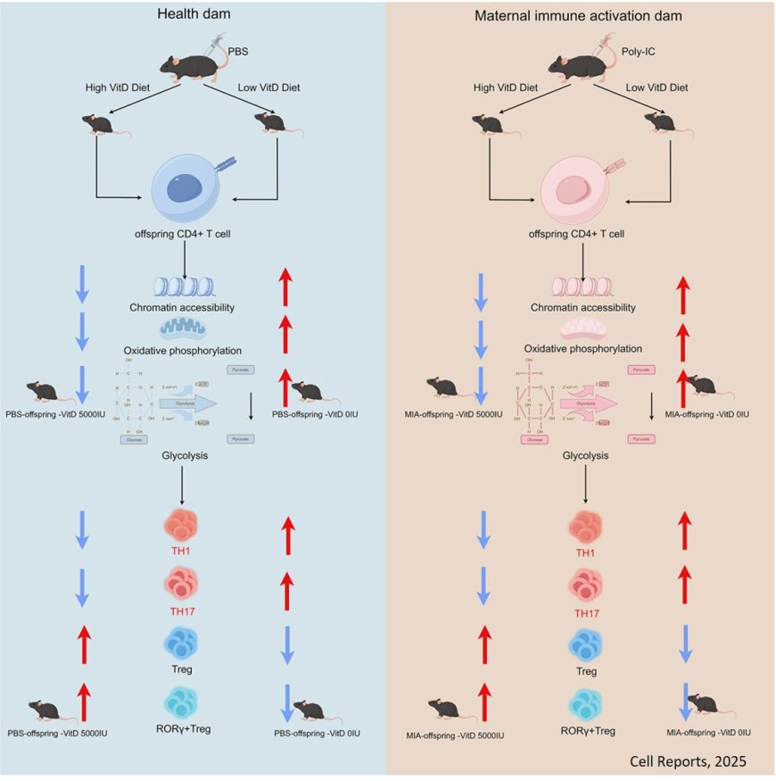 Maternal vitamin D regulates the metabolic rearrangement of offspring CD4+ T cells in response to intestinal inflammation