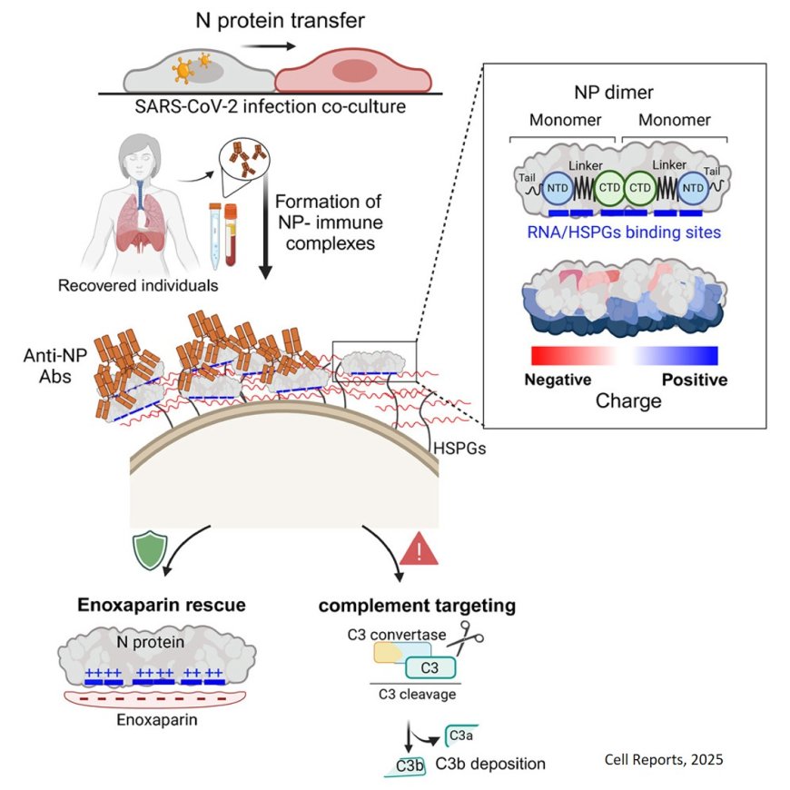 Transfer of SARS-CoV-2 nucleocapsid protein to  uninfected epithelial cells induces antibody- mediated complement deposition