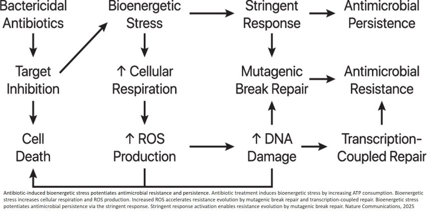 Bioenergetic stress potentiates antimicrobial resistance and persistence