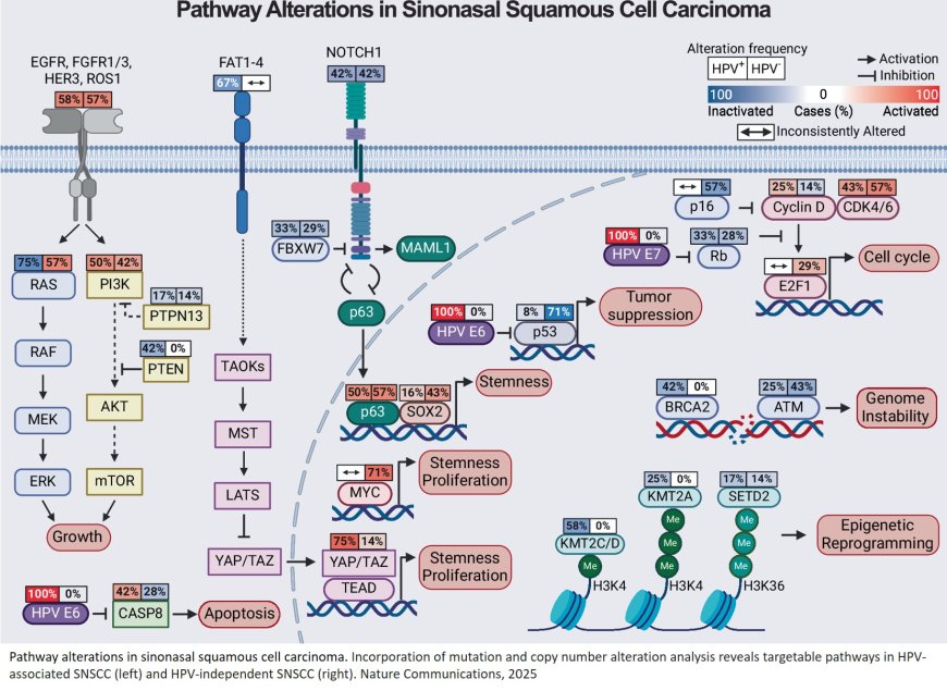 Molecular patterns and mechanisms of  tumorigenesis in HPV-associated and HPV- independent sinonasal squamous cell  carcinoma