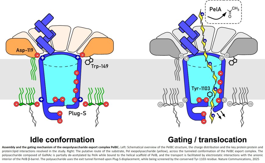 Assembly and the gating mechanism of the Pel exopolysaccharide export complex PelBC of Pseudomonas aeruginosa