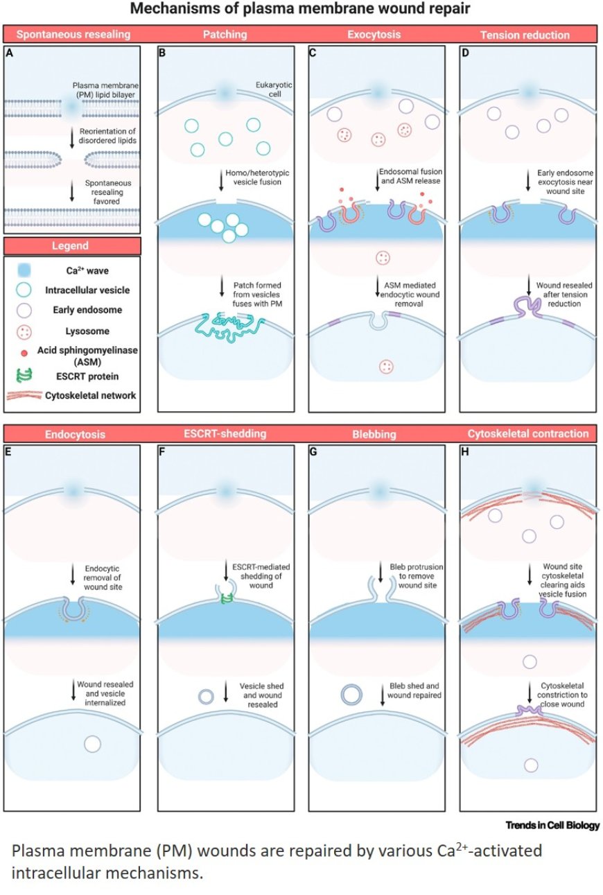 Time matters: the dynamics of plasma membrane repair