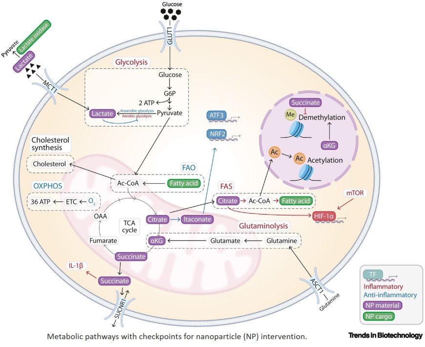 Engineering immunity using metabolically active polymeric nanoparticles