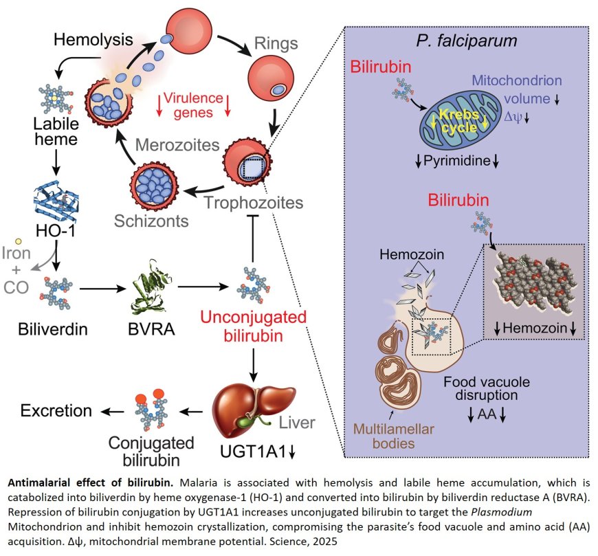 Jaundice-associated pigment in protecting against malaria