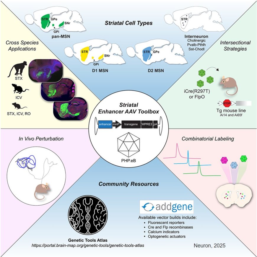 Enhancer AAV toolbox for accessing and perturbing striatal cell types and circuits
