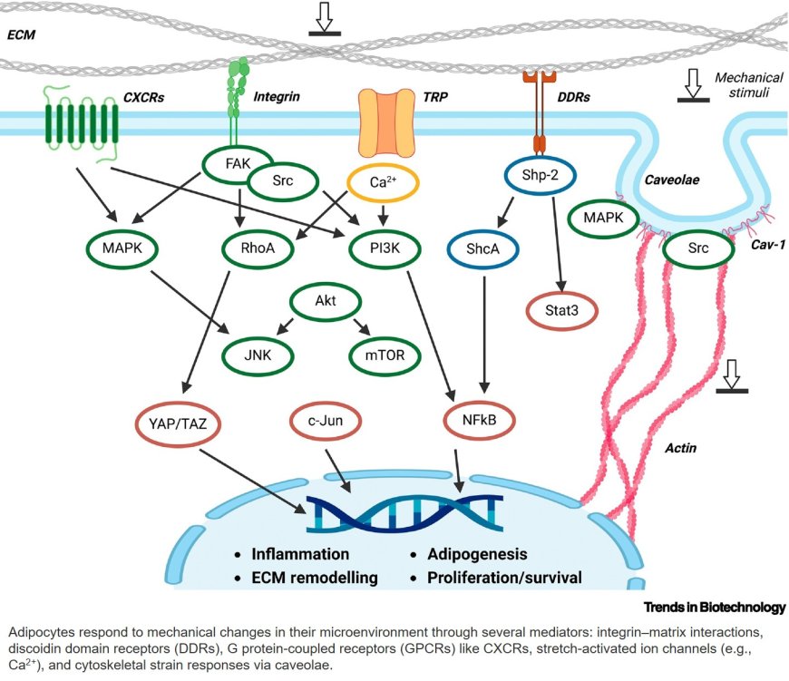 Breaking barriers in obesity research: 3D models of dysfunctional adipose tissue