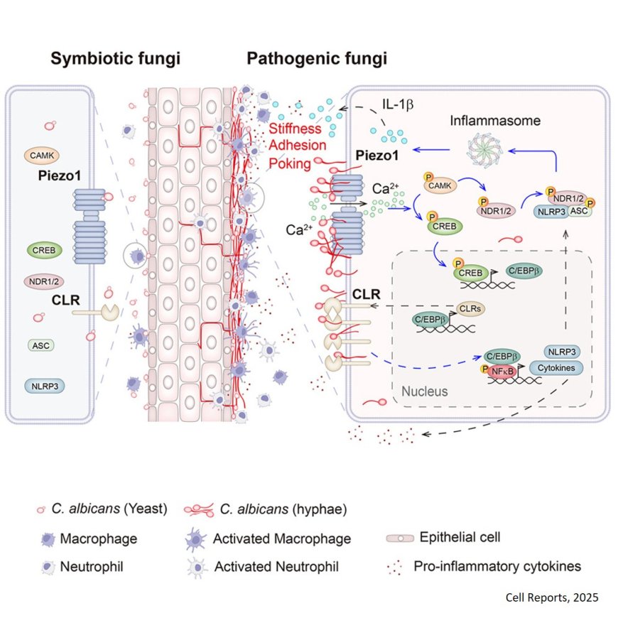 Piezo1 senses hyphae and initiates host defense against pathogenic fungi