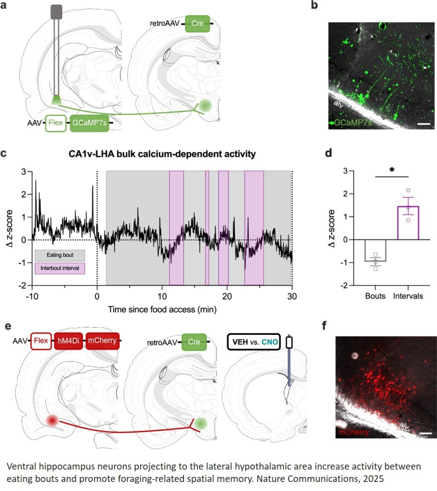 Ventral hippocampus neurons encode meal- related memory