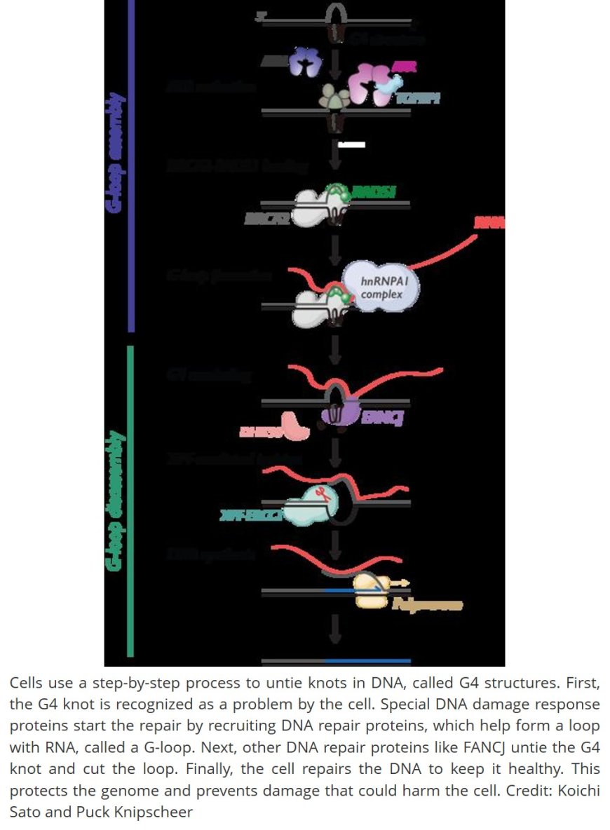 How cells untie DNA to protect the genome
