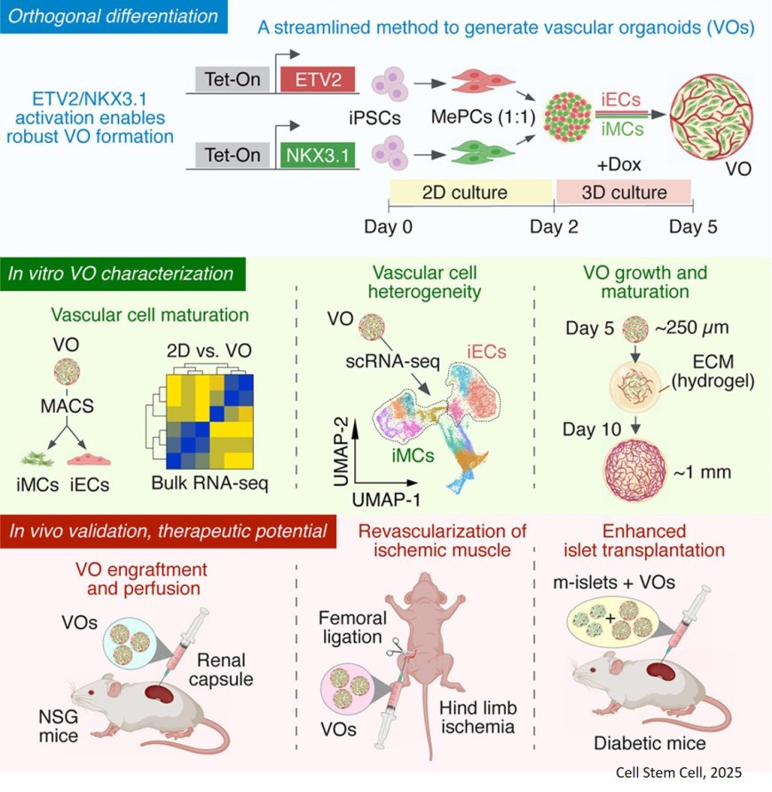 A rapid method for building vascular organoids
