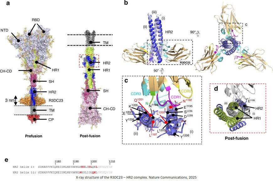New antibodies against current and future coronaviruses identified!
