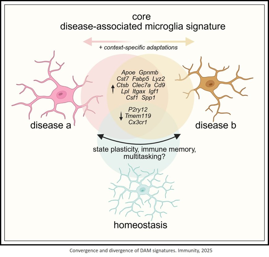 Microglia transcriptional states and their functional significance: Context drives diversity