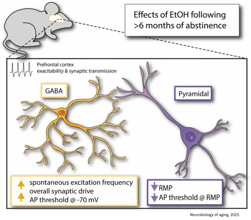 Alcohol consumption and aging brain!