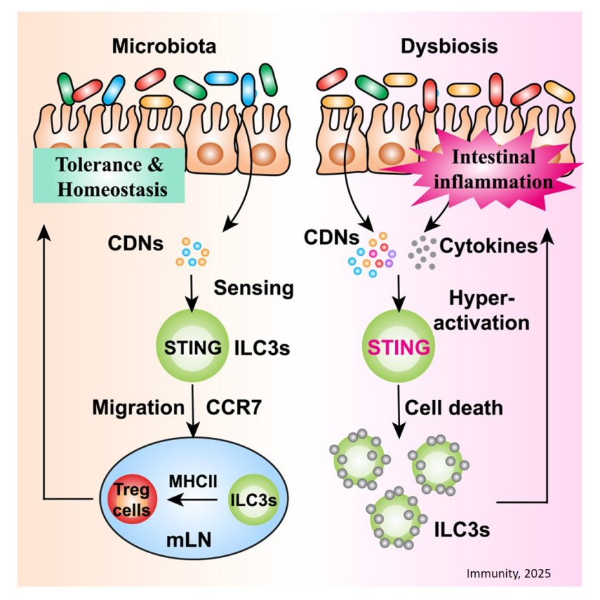 Immune tolerance to gut microbes is initiated by a key bacterial sensor