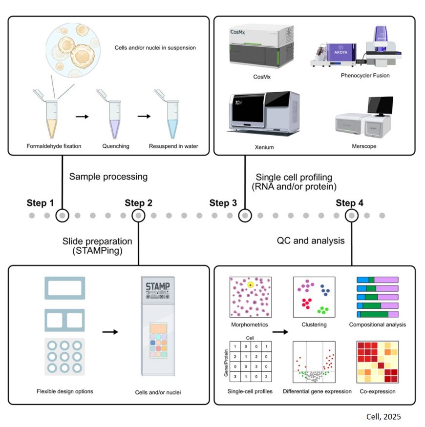 Imaging-based STAMP technique for single-cell RNA analysis