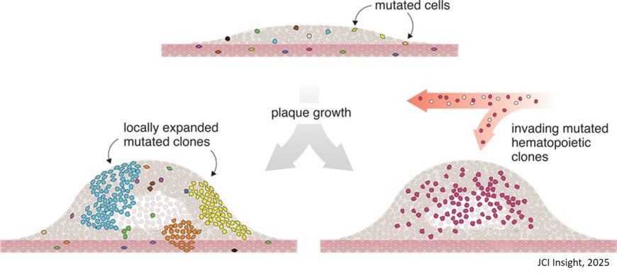 Mutational landscape of atherosclerotic plaques reveals large clonal cell populations