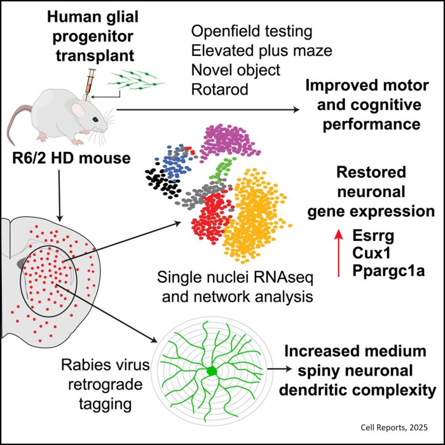Human glial progenitors transplanted into Huntington disease mice normalize neuronal gene expression, dendritic structure, and behavior