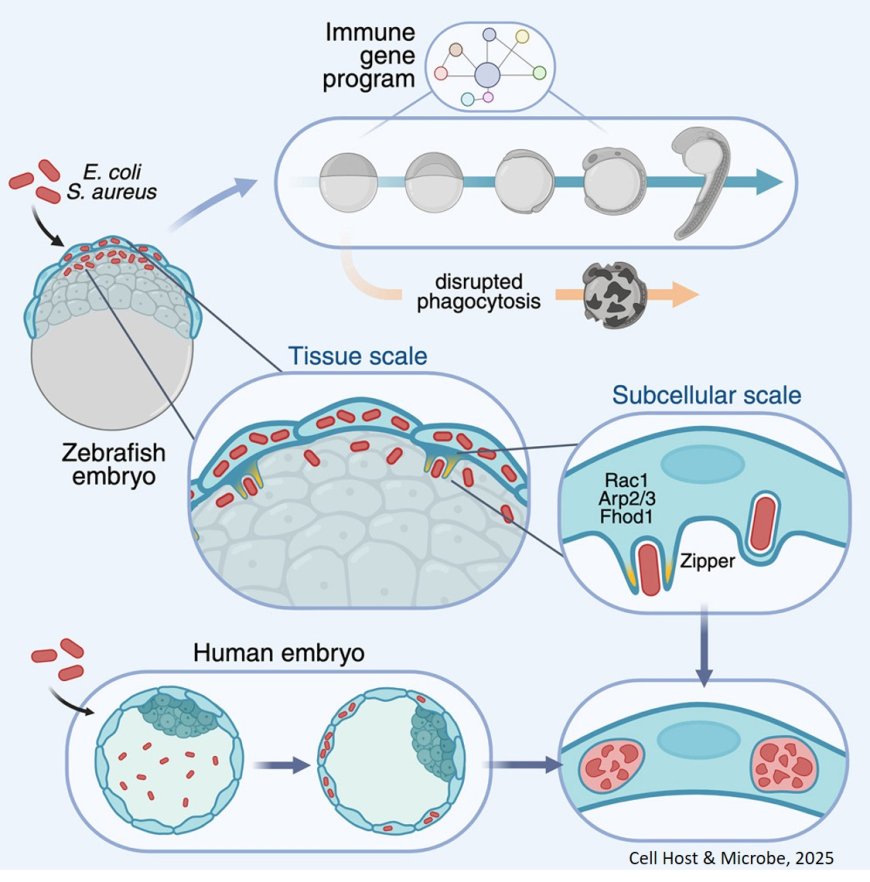 Epithelial cells provide immunocompetence to the early embryo for bacterial clearance