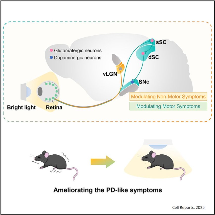Bright-light treatment ameliorates motor and non- motor deficits through distinct visual circuits in a  mouse model of Parkinson’s disease