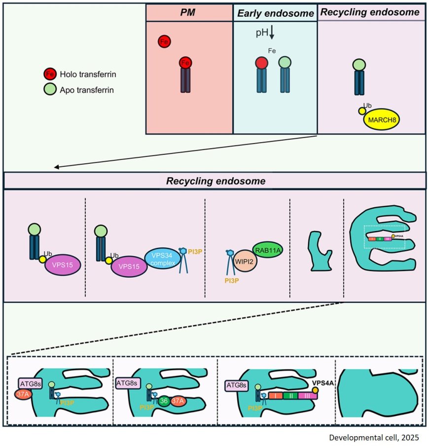 Transferrin receptor controls both autophagosome formation and closure