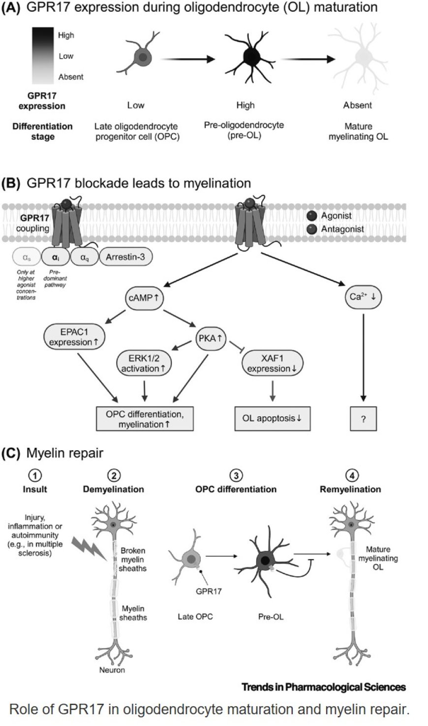 Therapeutic potential of GPR17, an orphan G protein-coupled receptor