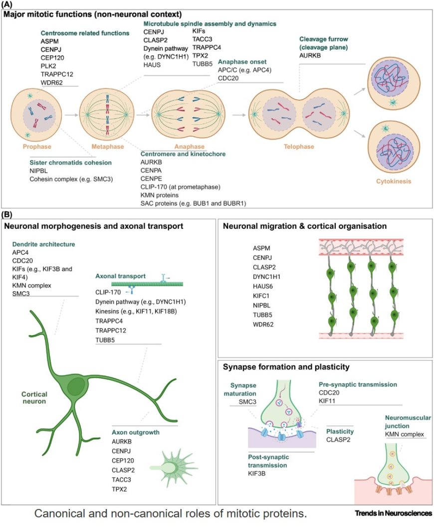 Non-canonical roles of mitotic proteins in cortical neurons