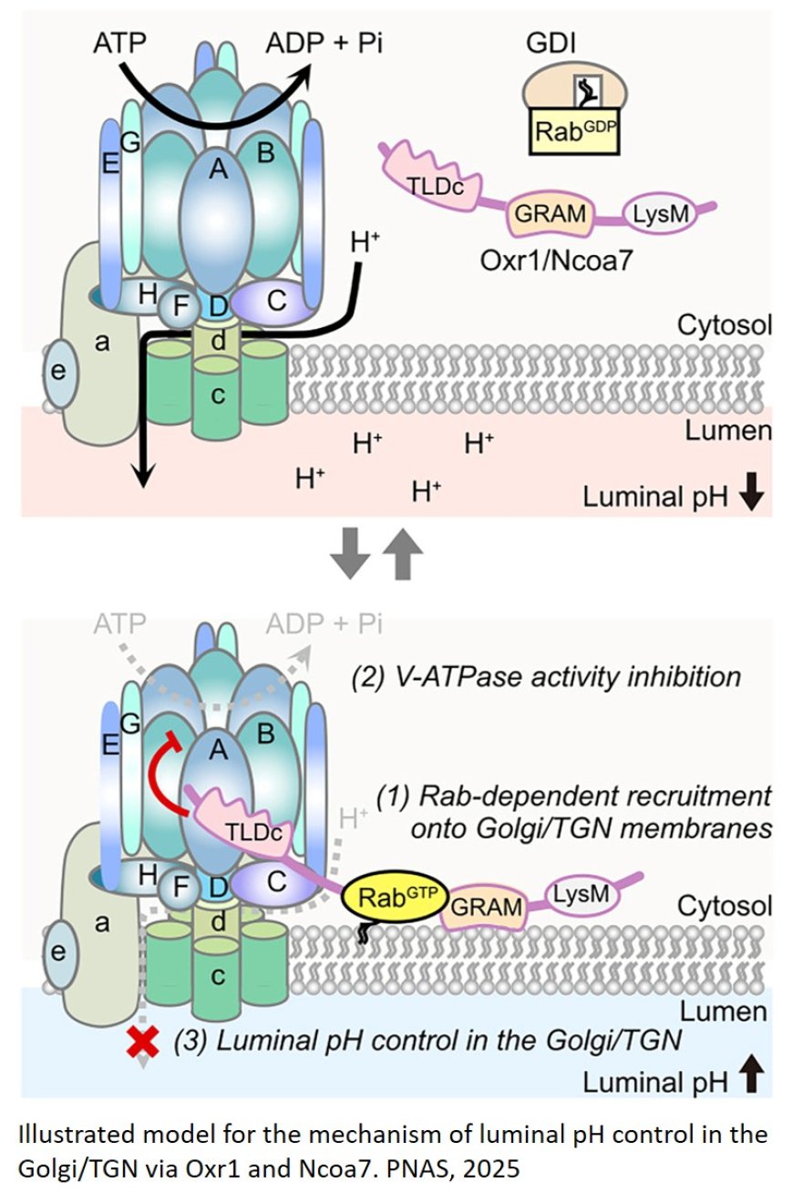 Maintaining optimal pH within the Golgi apparatus