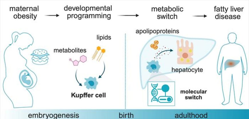 How maternal obesity also affects the next generation