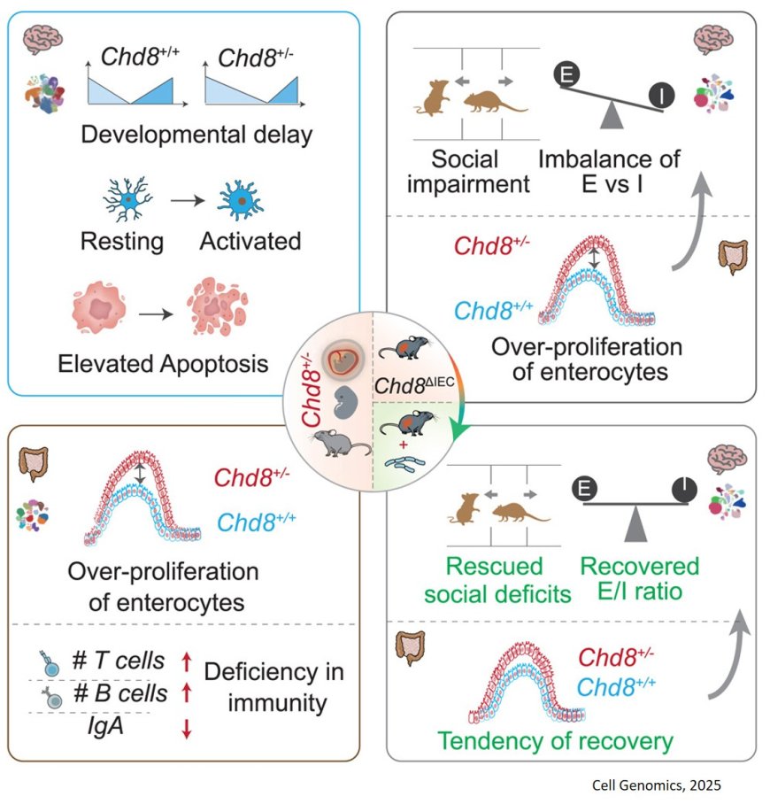 Single-cell delineation of the microbiota-gut-brain axis: Probiotic intervention in Chd8 haploinsufficient mice