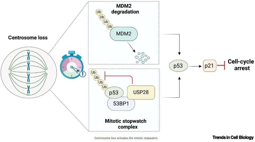 Centrosomes and cancer: balancing tumor-promoting and inhibitory roles