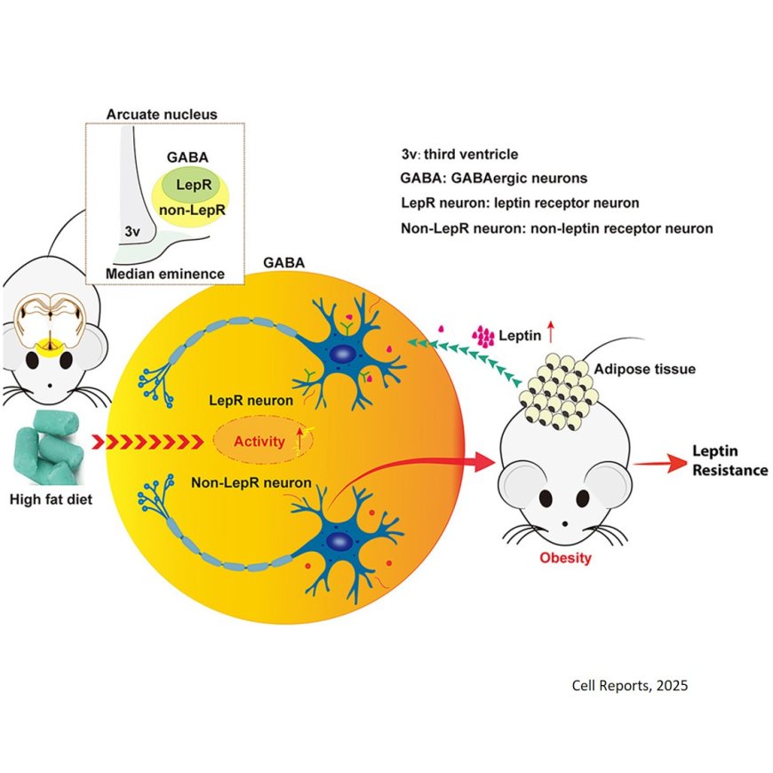 An alternative neural basis underlying leptin resistance