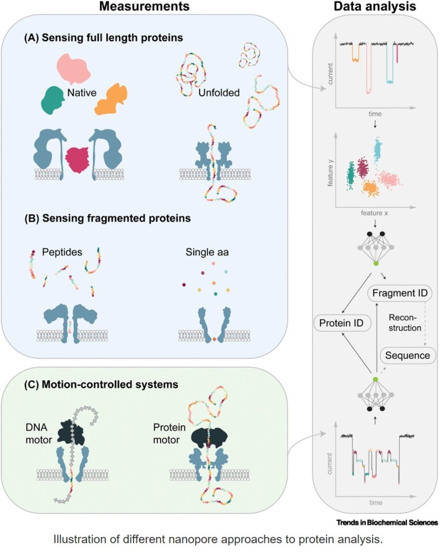 Advancing nanopore technology toward protein identification and sequencing