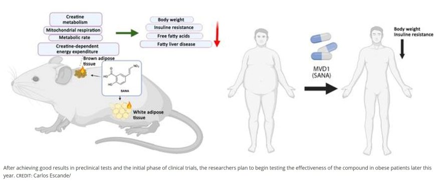 A nitroalkene derivative of salicylate, SANA, induces creatine-dependent thermogenesis and promotes weight loss
