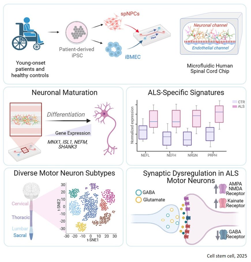 An organ-chip model of sporadic ALS using iPSC- derived spinal cord motor neurons and an integrated  blood-brain-like barrier