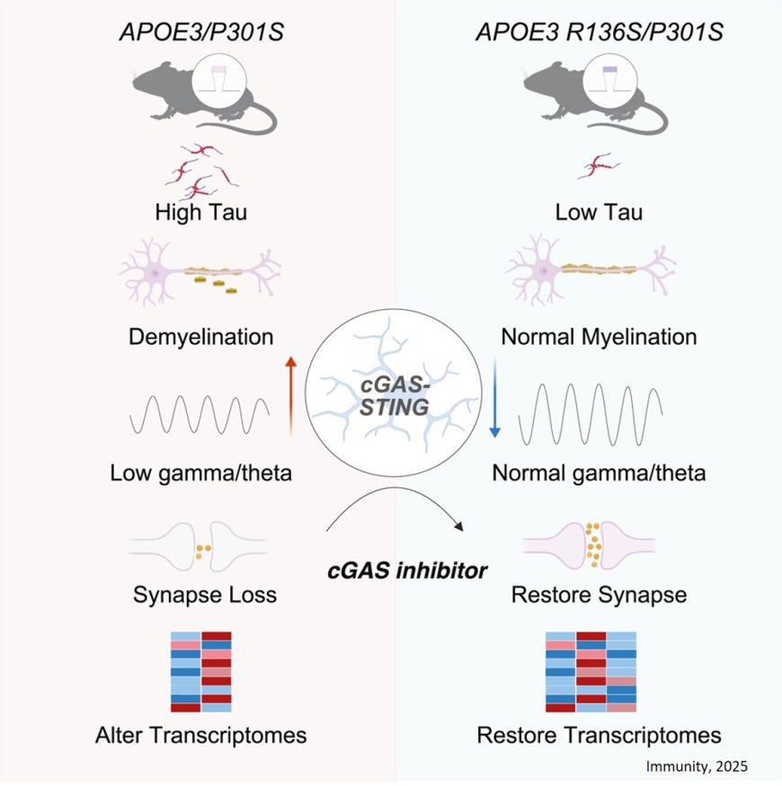 Alzheimer’s protective mutation works by taming inflammation in the brain