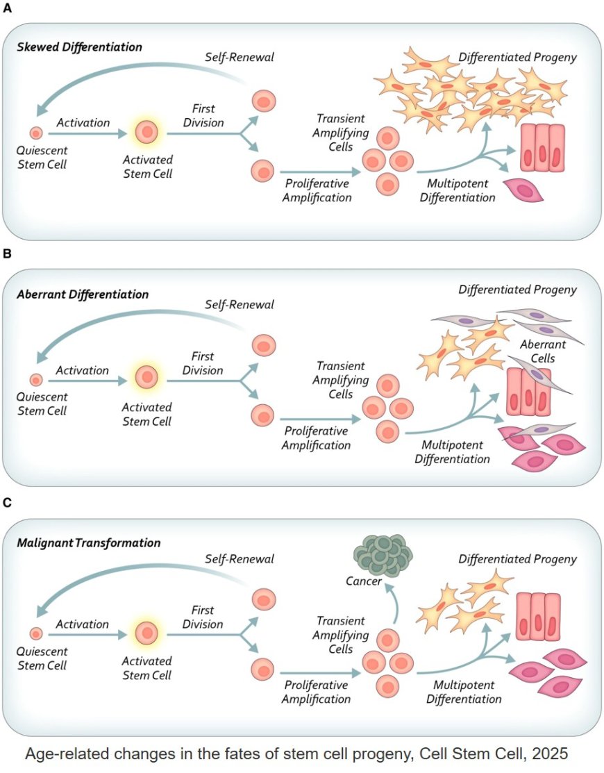 Hallmarks of stem cell aging