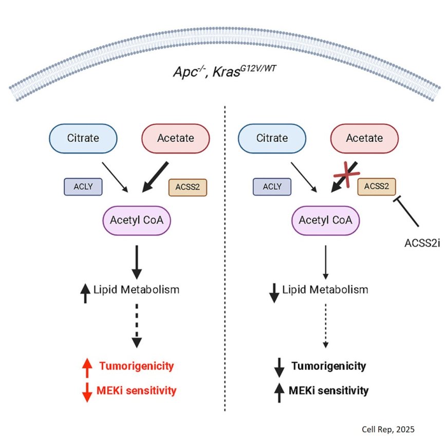 KRAS G12V mutation-selective requirement for ACSS2 in colorectal adenoma formation