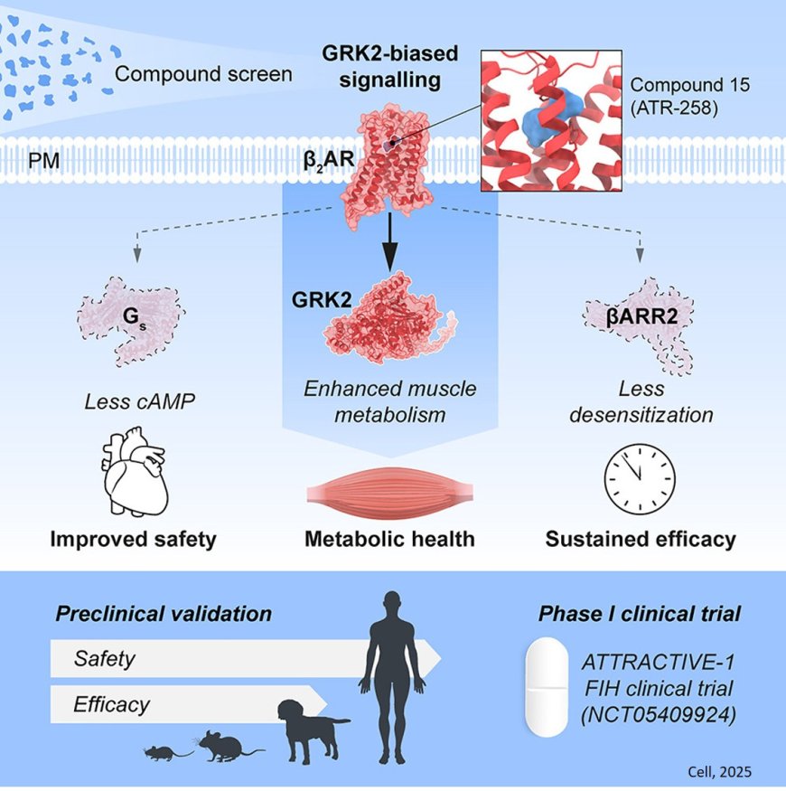 GRK-biased adrenergic agonists for the treatment of type 2 diabetes and obesity