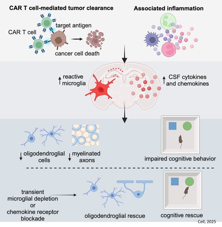 Immunotherapy-related cognitive impairment after CAR T cell therapy in mice